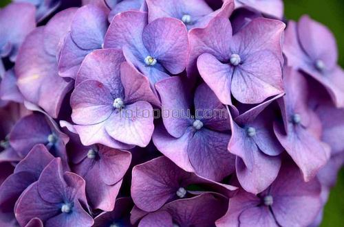 цветы, гортензия, букет, природа