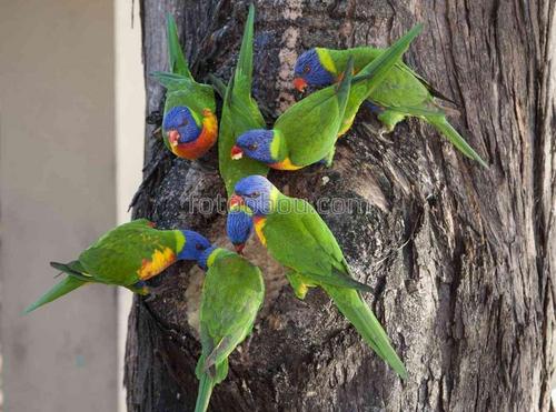 природа, дерево, животные, птицы, попугаи
