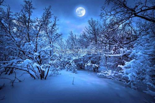 деревья, ночь, снег, луна, лес