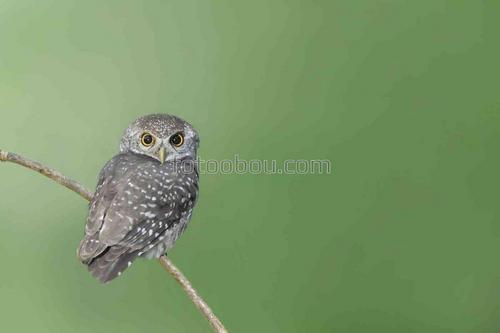 животные, птицы, совенок, ветка