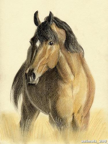 конь, жеребец, коричневый, черный, пыль