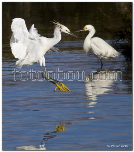 животные, вода, аисты, птицы