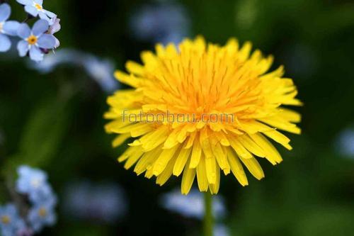 цветы, одуванчик, природа