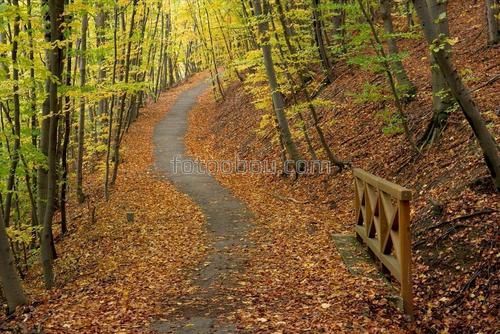 лес, сад, парк, тропа, деревья