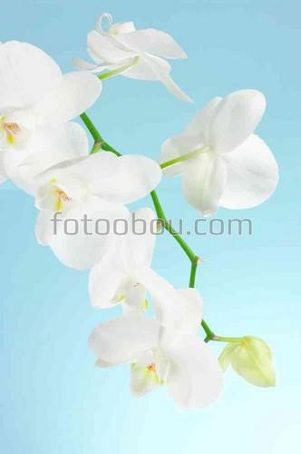 орхидеи, ветка, природа, цветы