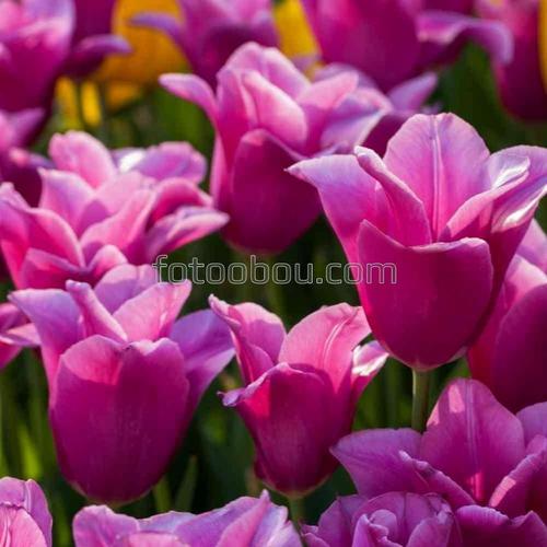 природа, цветы, сад