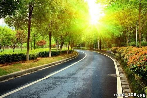 дорога, поворот, влево, солнце, деревья