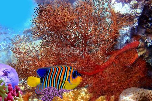 рыбы, море, водоросли, дно, природа