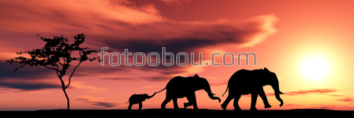 семья слонов, слоны, закат, природа, пустыня, дерево