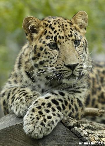 леопард, камень, любопытный, взгляд