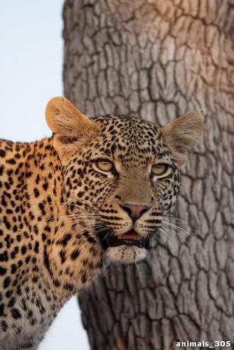 леопард, дерево, взгляд