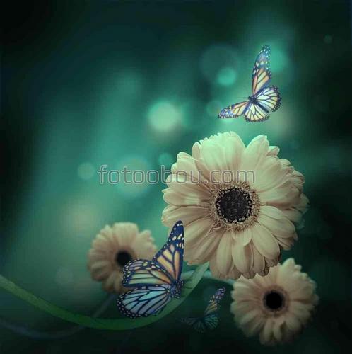 бабочки, цветы, природа, лепестки