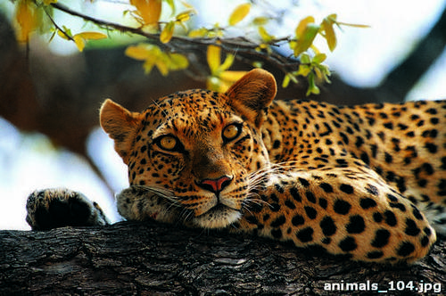 Золотой, леопард, ветка, дерево