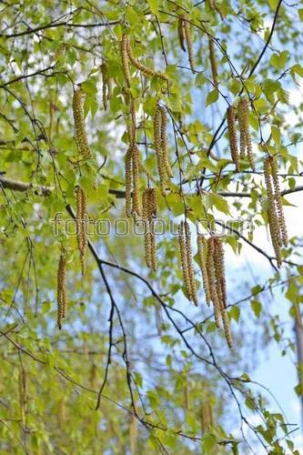 дерево, природа, береза, мерьги