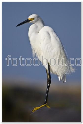 животные, птицы, аист, клюв, крылья