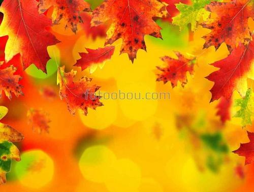 осень, листья, листопад, лучи