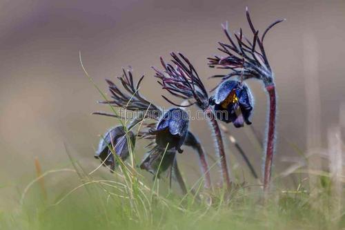 природа, цветы, весна, трава, туман