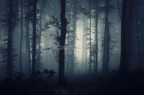 природа, ночь, лес, деревья, туман