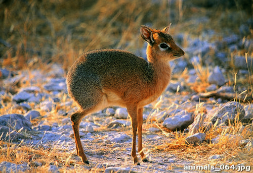 Антилопа, Дик, дик