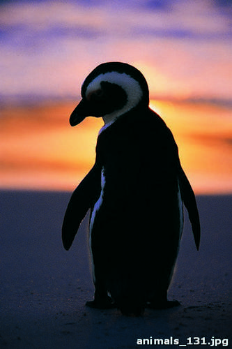 пингвин, черный, белый, небо, фиолетовый, оранжевый, делтый, закат