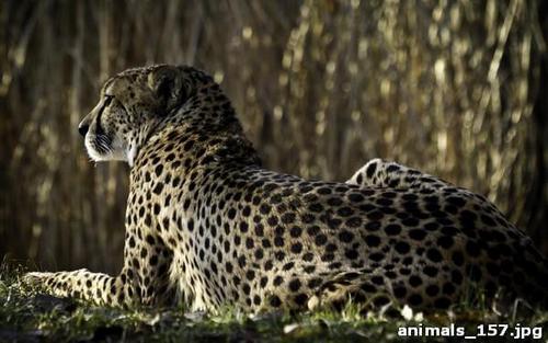 гепард, отдых, трава, пятна