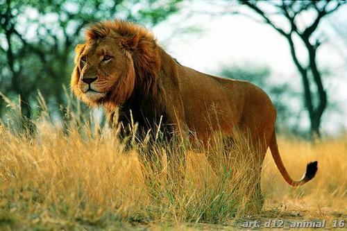 царь, лев, саванна, деревья