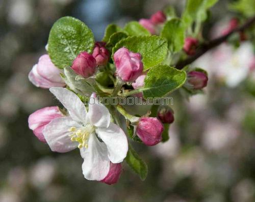 природа, яблоня, цветы, ветка