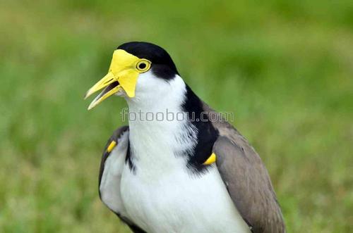 природа, птица, животные, маска