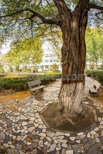 парк, лавочки, дерево, дом