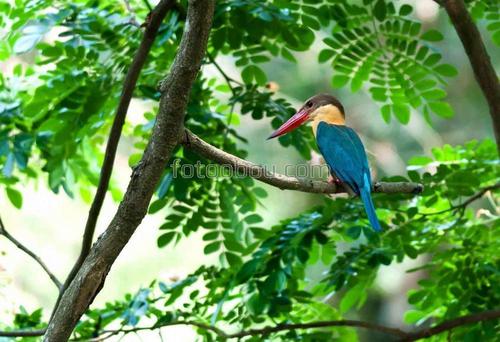 природа, ветки, листья, птица