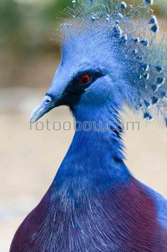 природа, животные, птицы, голуби