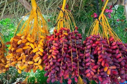 природа, рынок, израиль