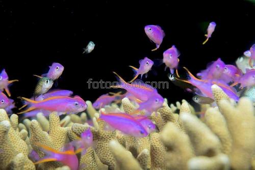 природа, рыбки, море, океан, животные