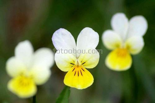 цветы, природа