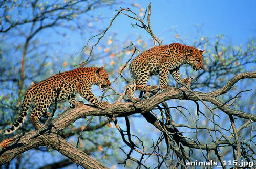 маленький, детеныш, леопард, дерево, ветка