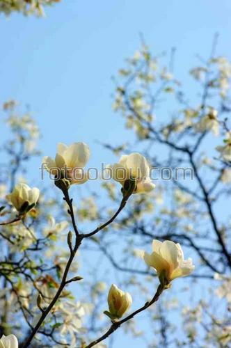 цветы, природа, магнолия, ветка