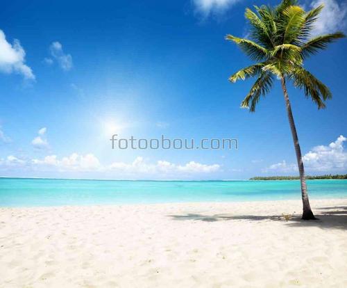 природа, пляж, песок, море, пальма