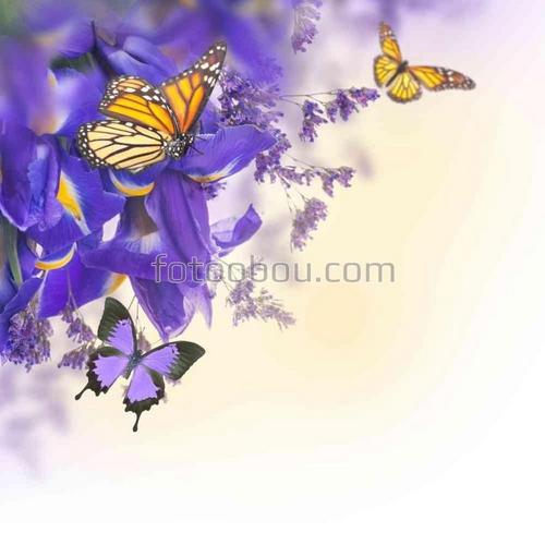 цветы, ирисы, синие, сиреневые, фиолетовые, бабочки