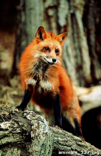 лиса, рыжий, черный, дерево