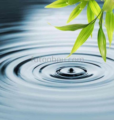 бамбук, листья, вода, капля, природа
