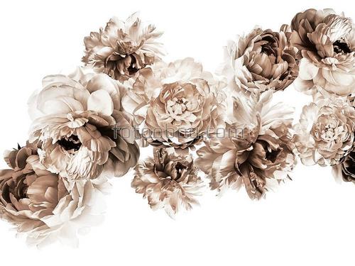 цветы ,пионы ,букет 