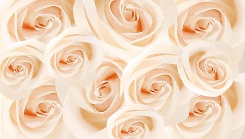 цветы, розы, белый, букет