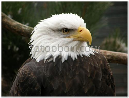 животные, птицы, орел, ветка, дерево