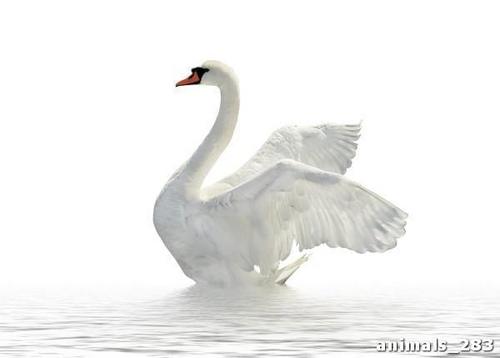 лебедь, белый, соло