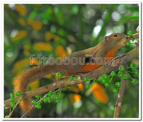 животные, трёхцветная белка, дерево,ягоды