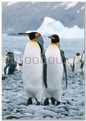 животные, север, пингвины, камни, небо