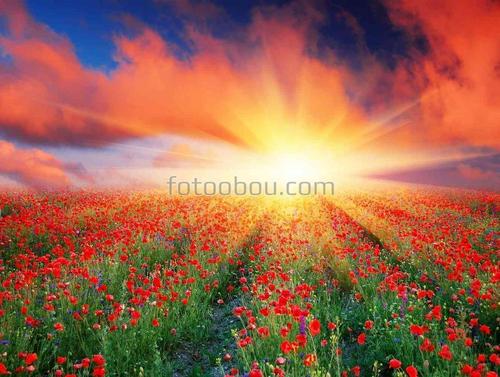 цветы, маки, природа, поле, рассвет