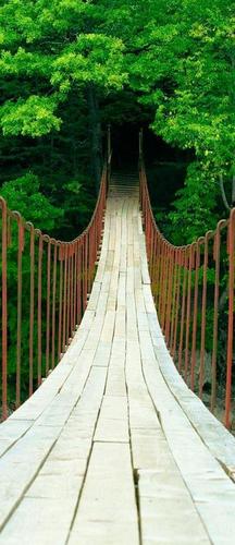 мост, лес, деревья, зеленый