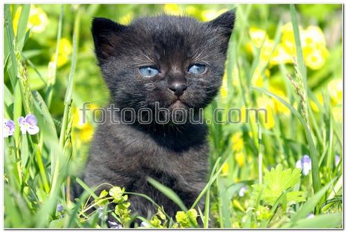 животные, котенок, черная кошка, трава, цветы