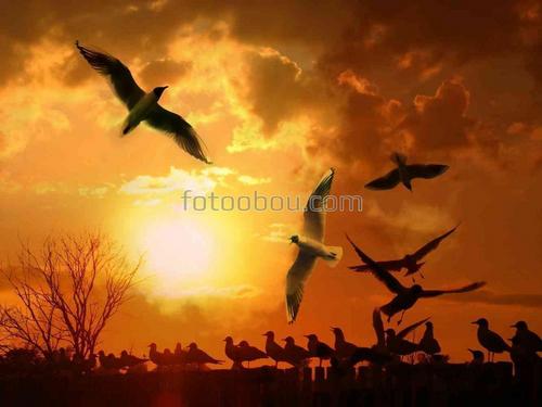 чайки, птицы, солнце, закат, забор